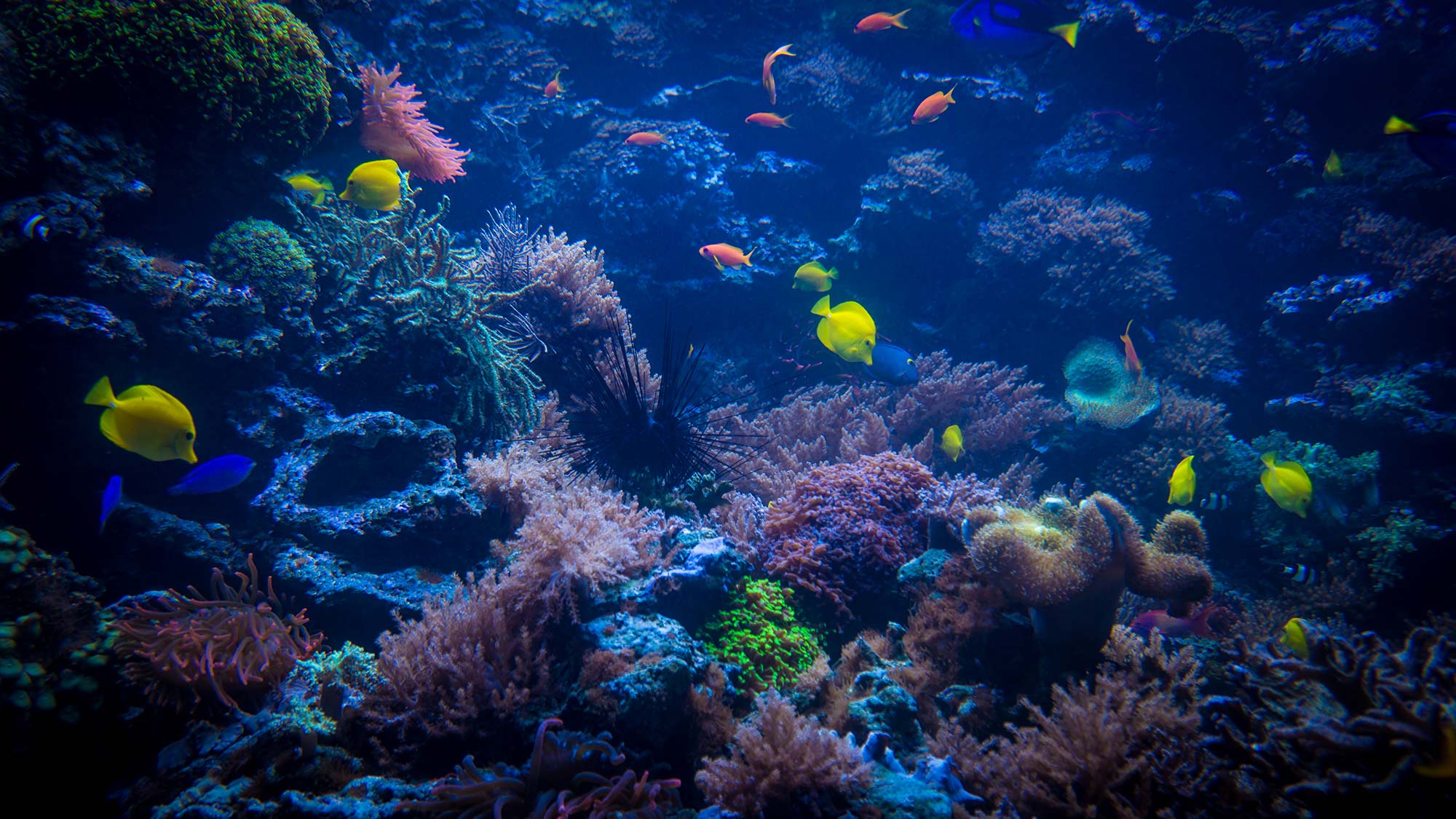 tropical-fishes-meet-in-blue-coral-reef-sea-water-small.jpg